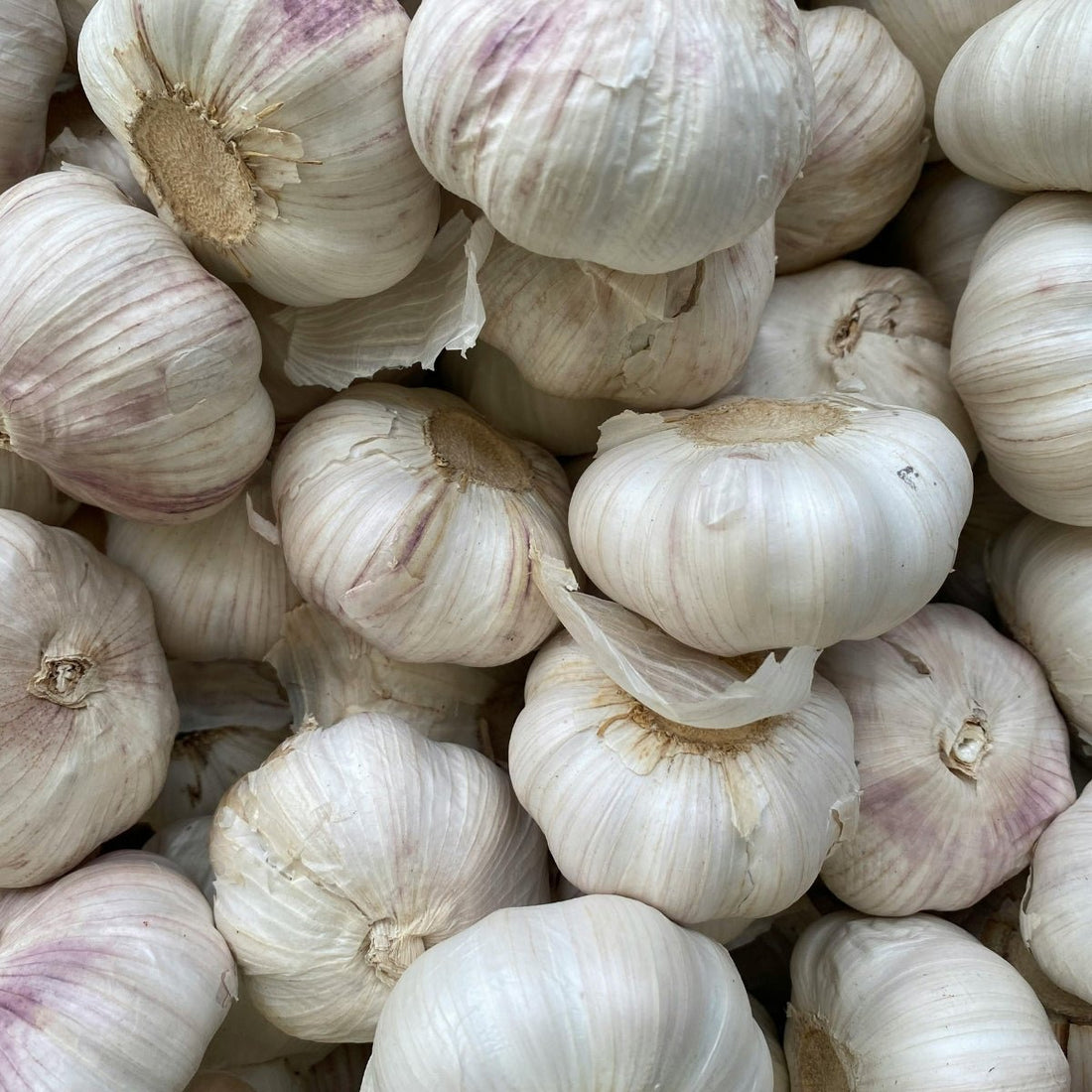 Garlic – Australian Purple (Allium sativum) | Early Maturing Purple Garlic with Sweet, Rich Flavour - Oldboy&