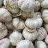 Garlic – Australian Purple (Allium sativum) | Early Maturing Purple Garlic with Sweet, Rich Flavour - Oldboy&