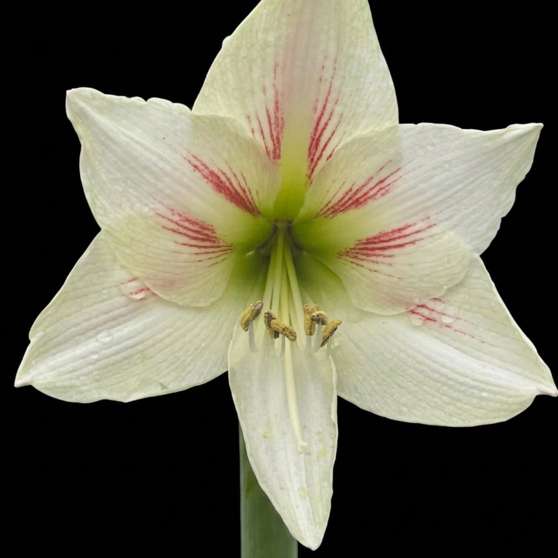 Geisha Hippeastrum Bulb | Amaryllis – Elegant White Blooms - Oldboy&