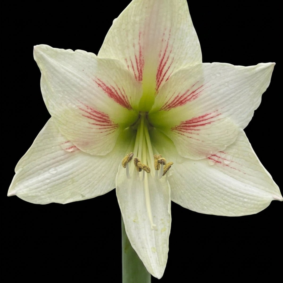 Geisha Hippeastrum Bulb | Amaryllis – Elegant White Blooms - Oldboy&