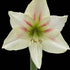 Geisha Hippeastrum Bulb | Amaryllis – Elegant White Blooms - Oldboy&