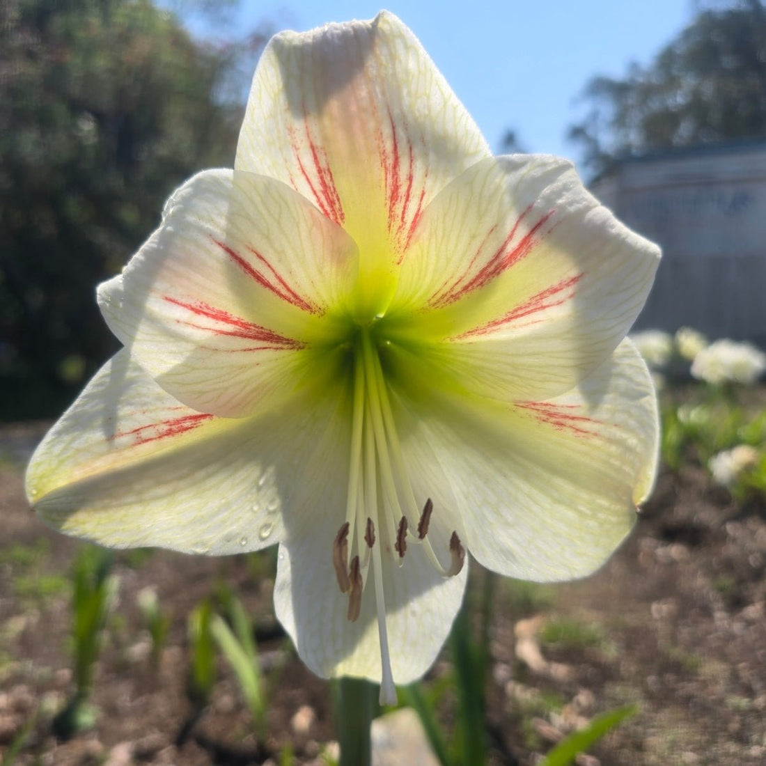 Geisha Hippeastrum Bulb | Amaryllis – Elegant White Blooms - Oldboy&