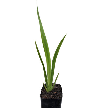 Giant Blue Walking Iris ‘Regina’ | Neomarica caerulea - Oldboy&