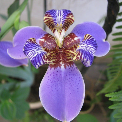 Giant Blue Walking Iris ‘Regina’ | Neomarica caerulea - Oldboy&