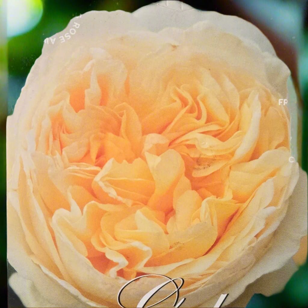 Gold Pierre de Ronsard™ – Premium - Climbing Rose by Meilland - Oldboy&