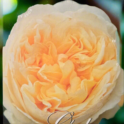 Gold Pierre de Ronsard™ – Premium - Climbing Rose by Meilland - Oldboy&