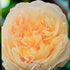 Gold Pierre de Ronsard™ – Premium - Climbing Rose by Meilland - Oldboy&
