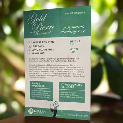 Gold Pierre de Ronsard™ – Premium - Climbing Rose by Meilland - Oldboy&