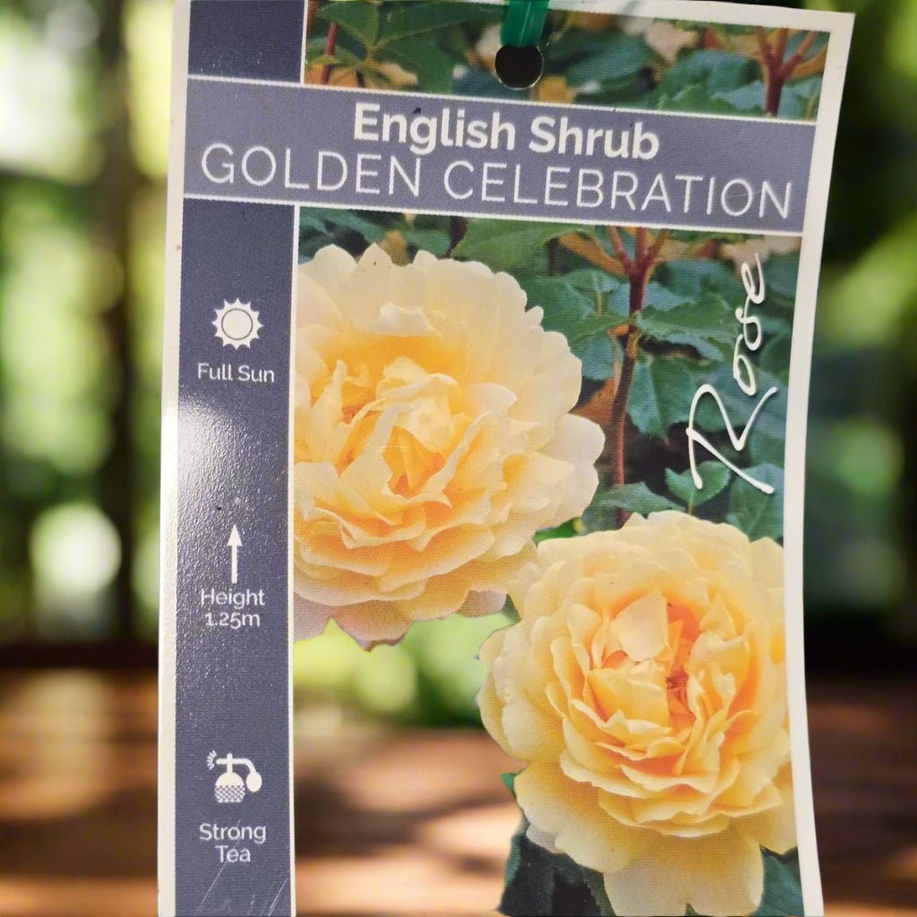 Golden Celebration® – Premium English Shrub Rose - Oldboy&