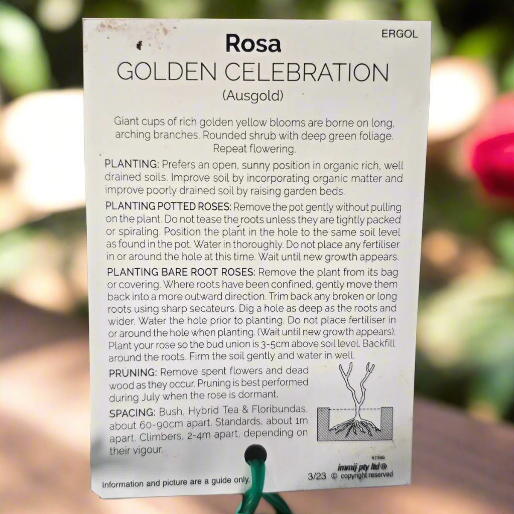 Golden Celebration® – Premium English Shrub Rose - Oldboy&