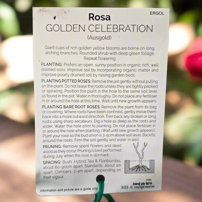 Golden Celebration® – Premium English Shrub Rose - Oldboy&