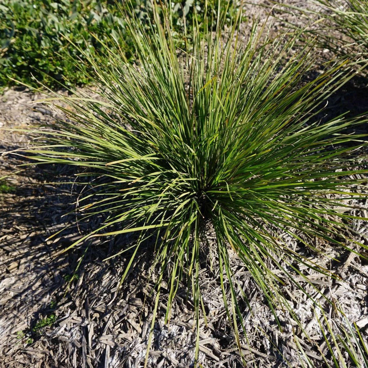 Grass Tree 310™ Lomandra | Upright Native Plant | 42mm Pot - Oldboy&