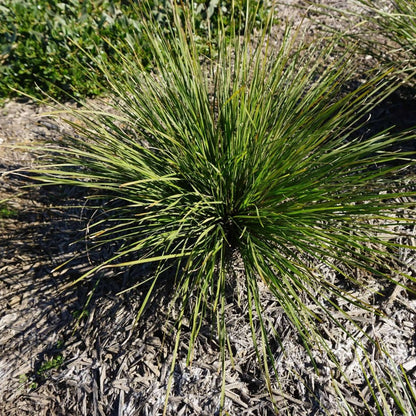 Grass Tree 310™ Lomandra | Upright Native Plant | 42mm Pot - Oldboy&