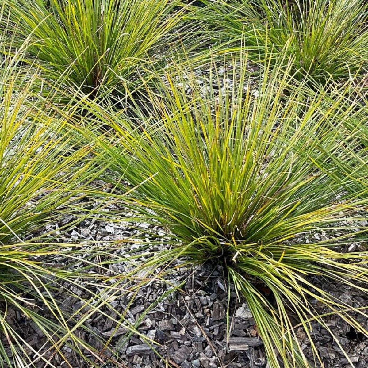 Grass Tree 310™ Lomandra | Upright Native Plant | 42mm Pot - Oldboy&