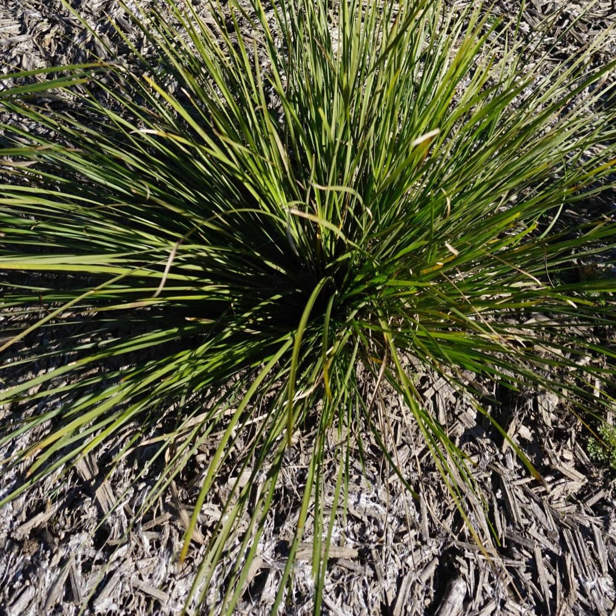 Grass Tree 310™ Lomandra | Upright Native Plant | 42mm Pot - Oldboy&