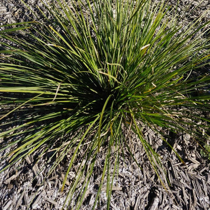 Grass Tree 310™ Lomandra | Upright Native Plant | 42mm Pot - Oldboy&