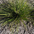 Grass Tree 310™ Lomandra | Upright Native Plant | 42mm Pot - Oldboy&
