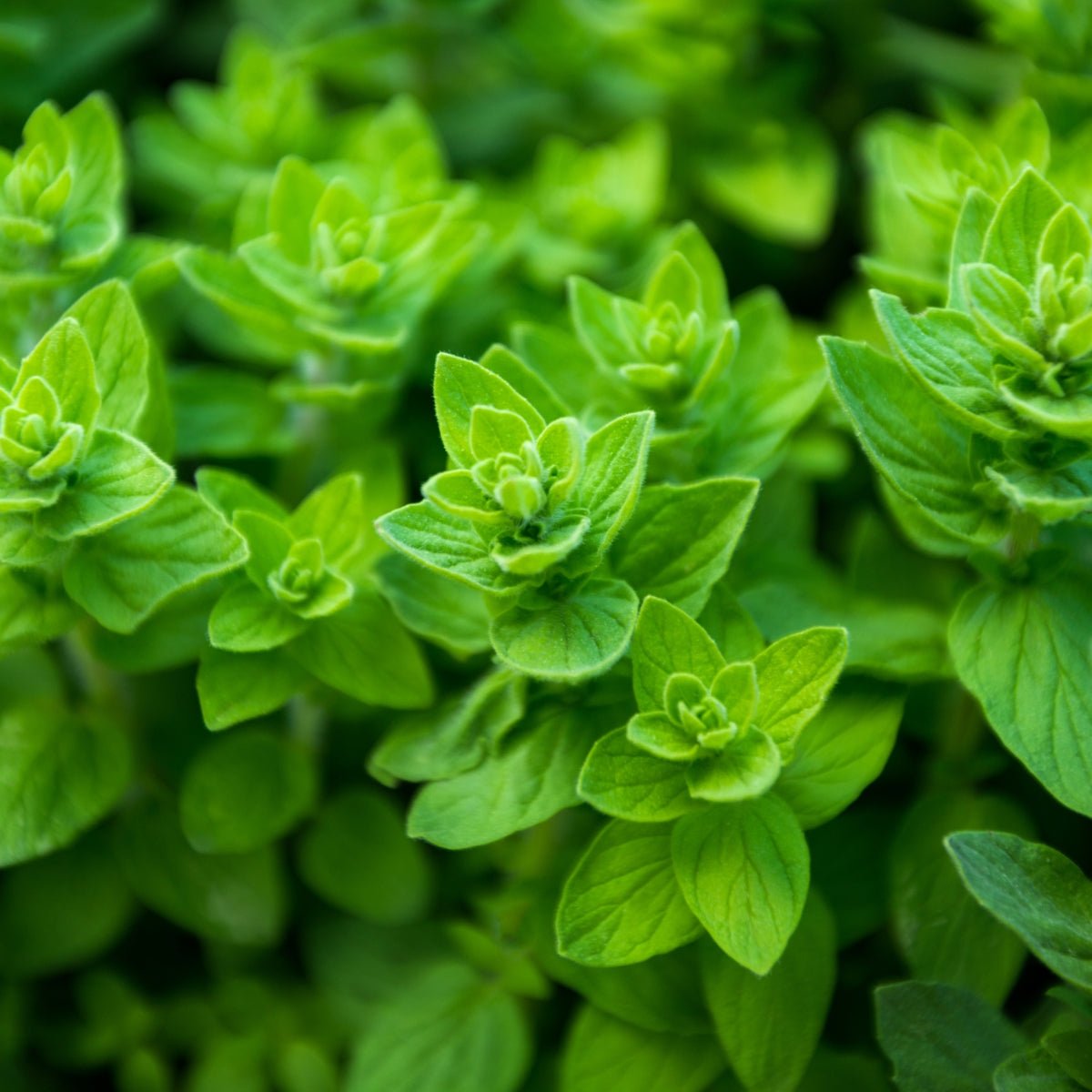 Greek Oregano Heracleoticum Seeds (Origanum hirtum) - Oldboy&