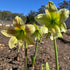 Green Shades - Hippeastrums | Amaryllis - Oldboy&