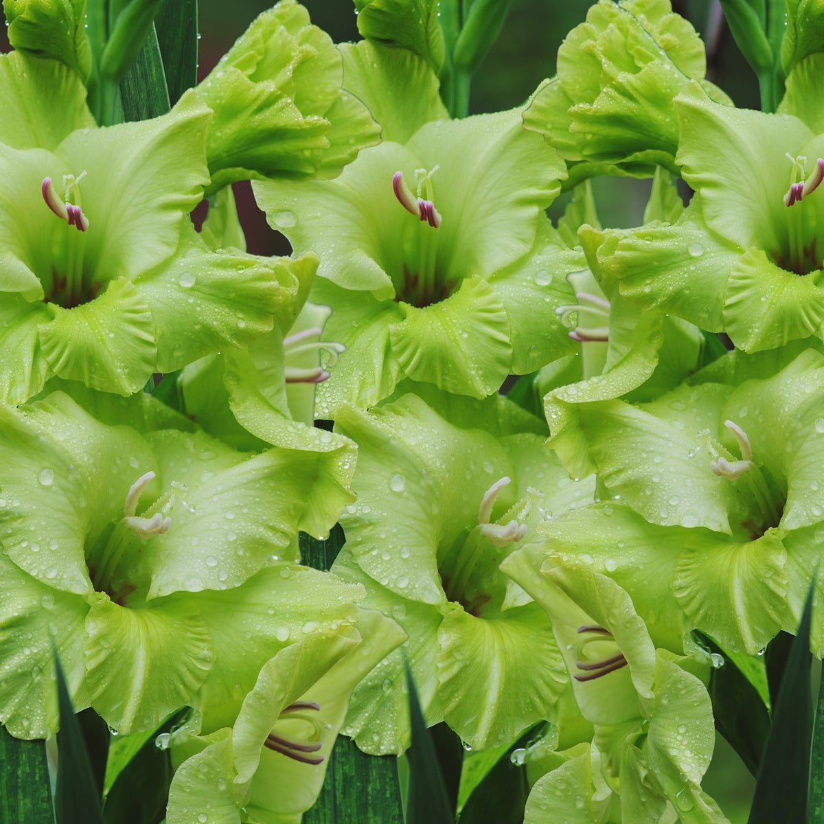 Green Star - Gladioli - Bulb - Gladiolus Grandiflorus – Striking Green Spikes - Oldboy&