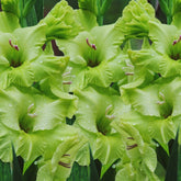 Green Star - Gladioli - Bulb - Gladiolus Grandiflorus – Striking Green Spikes - Oldboy&