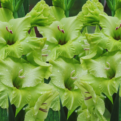 Green Star - Gladioli - Bulb - Gladiolus Grandiflorus – Striking Green Spikes - Oldboy&