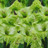 Green Star - Gladioli - Bulb - Gladiolus Grandiflorus – Striking Green Spikes - Oldboy&