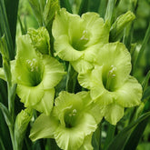 Green Star - Gladioli - Bulb - Gladiolus Grandiflorus – Striking Green Spikes - Oldboy&