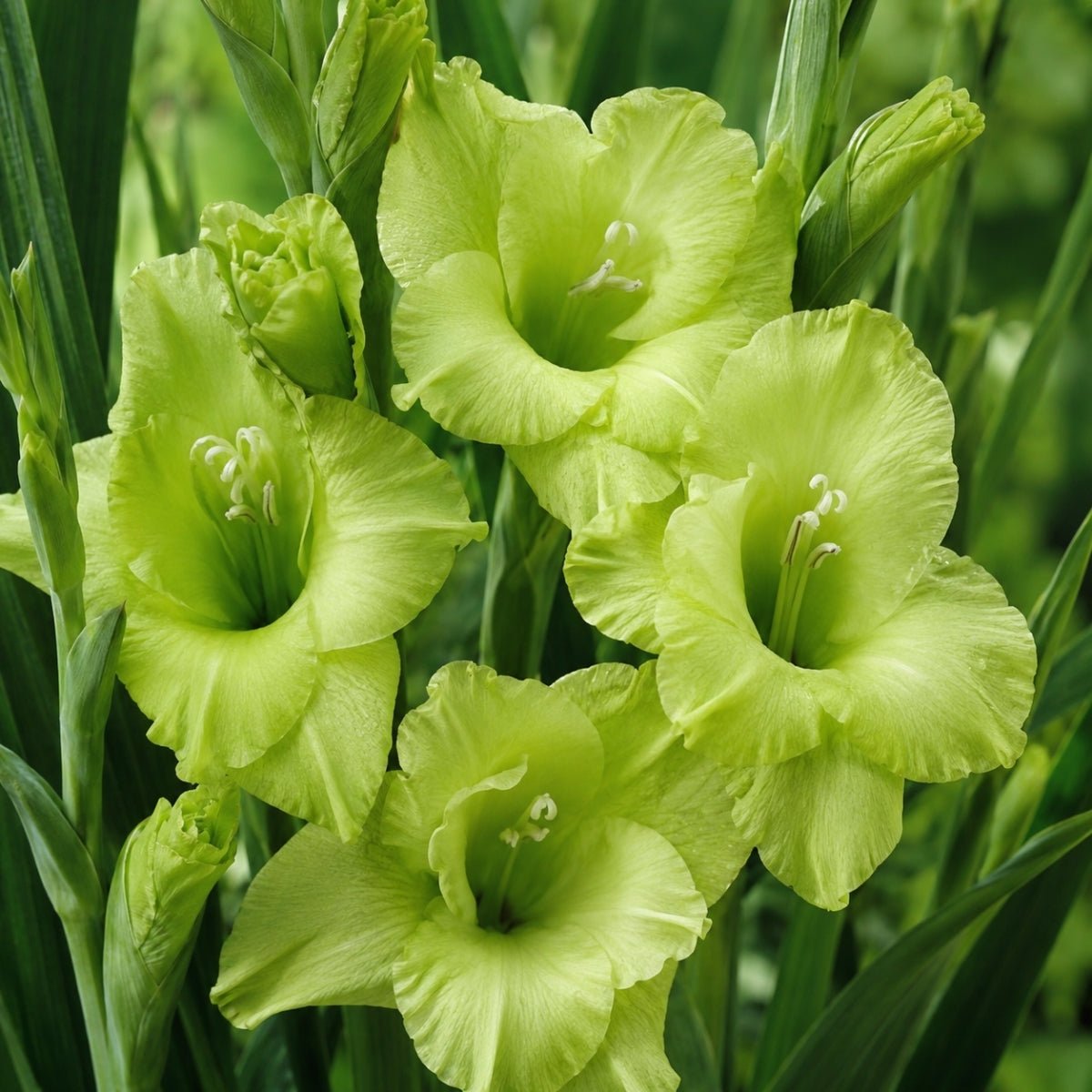 Green Star - Gladioli - Bulb - Gladiolus Grandiflorus – Striking Green Spikes - Oldboy&