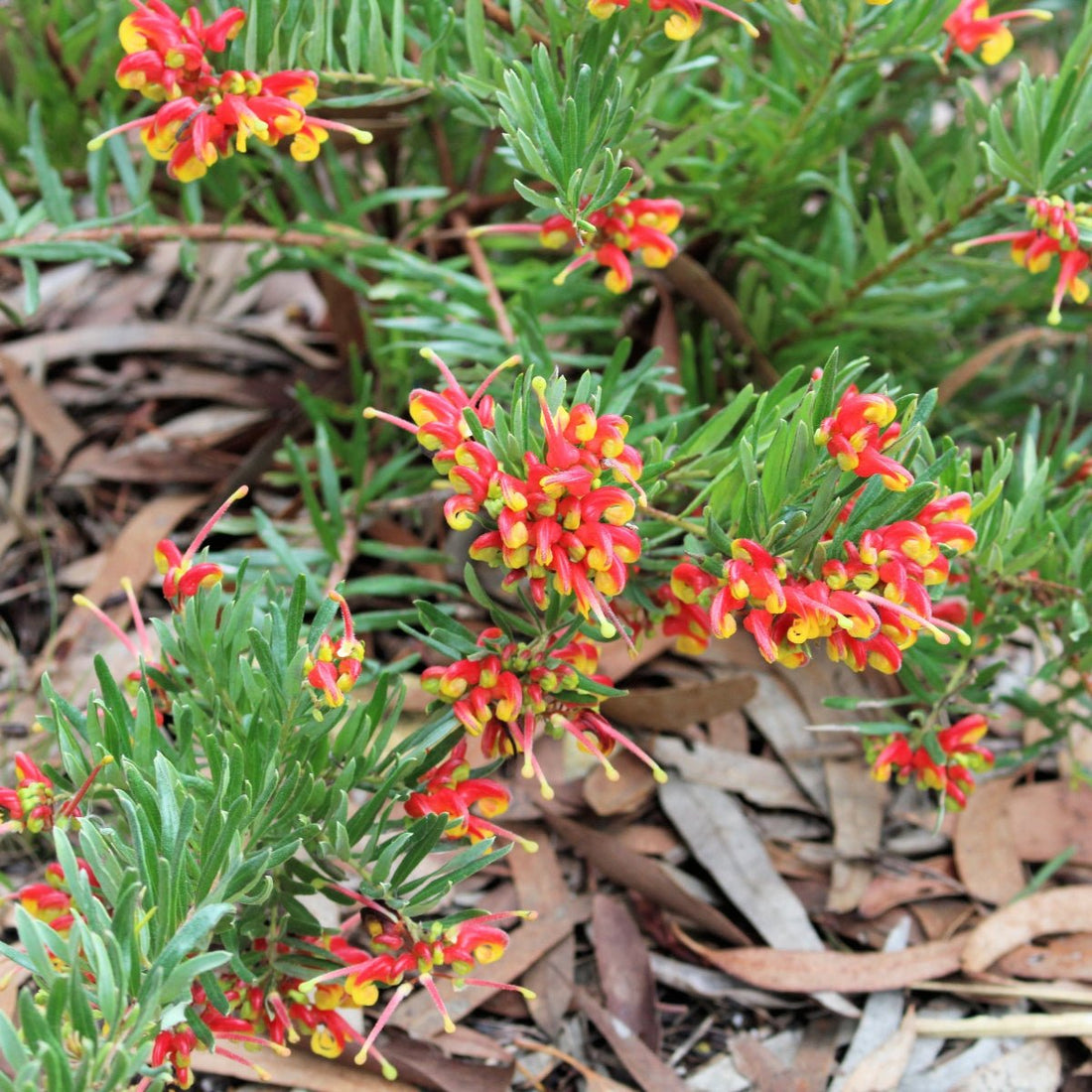 Grevillea &