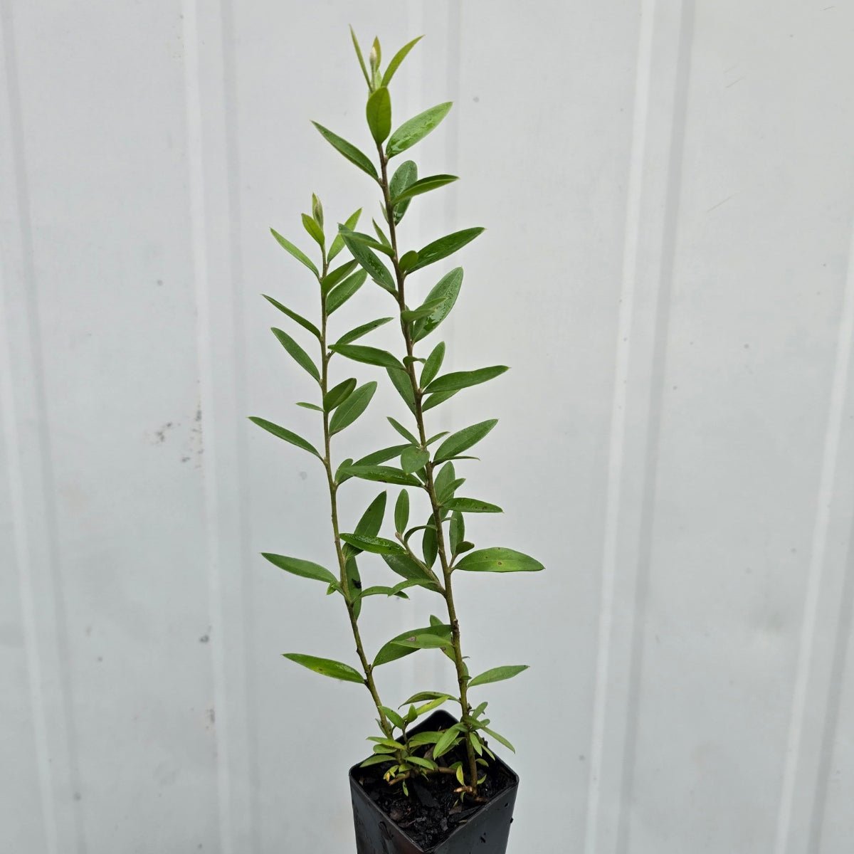 Grevillea ‘Canterbury Gold’ | Golden-Yellow Native Shrub - Oldboy&