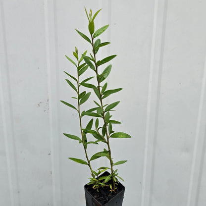Grevillea ‘Canterbury Gold’ | Golden-Yellow Native Shrub - Oldboy&