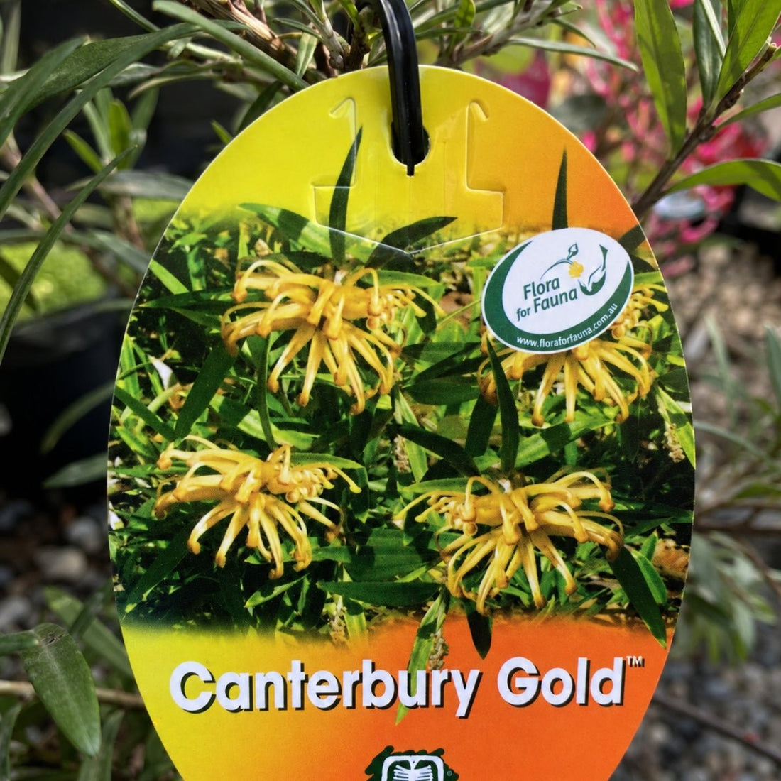Grevillea ‘Canterbury Gold’ | Golden-Yellow Native Shrub - Oldboy&