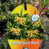 Grevillea ‘Canterbury Gold’ | Golden-Yellow Native Shrub - Oldboy&