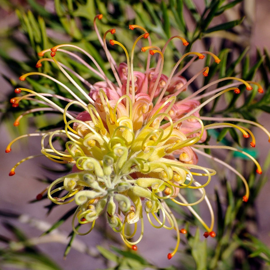 Grevillea Plants for Sale | Hardy Bird-Attracting Native Shrubs ...