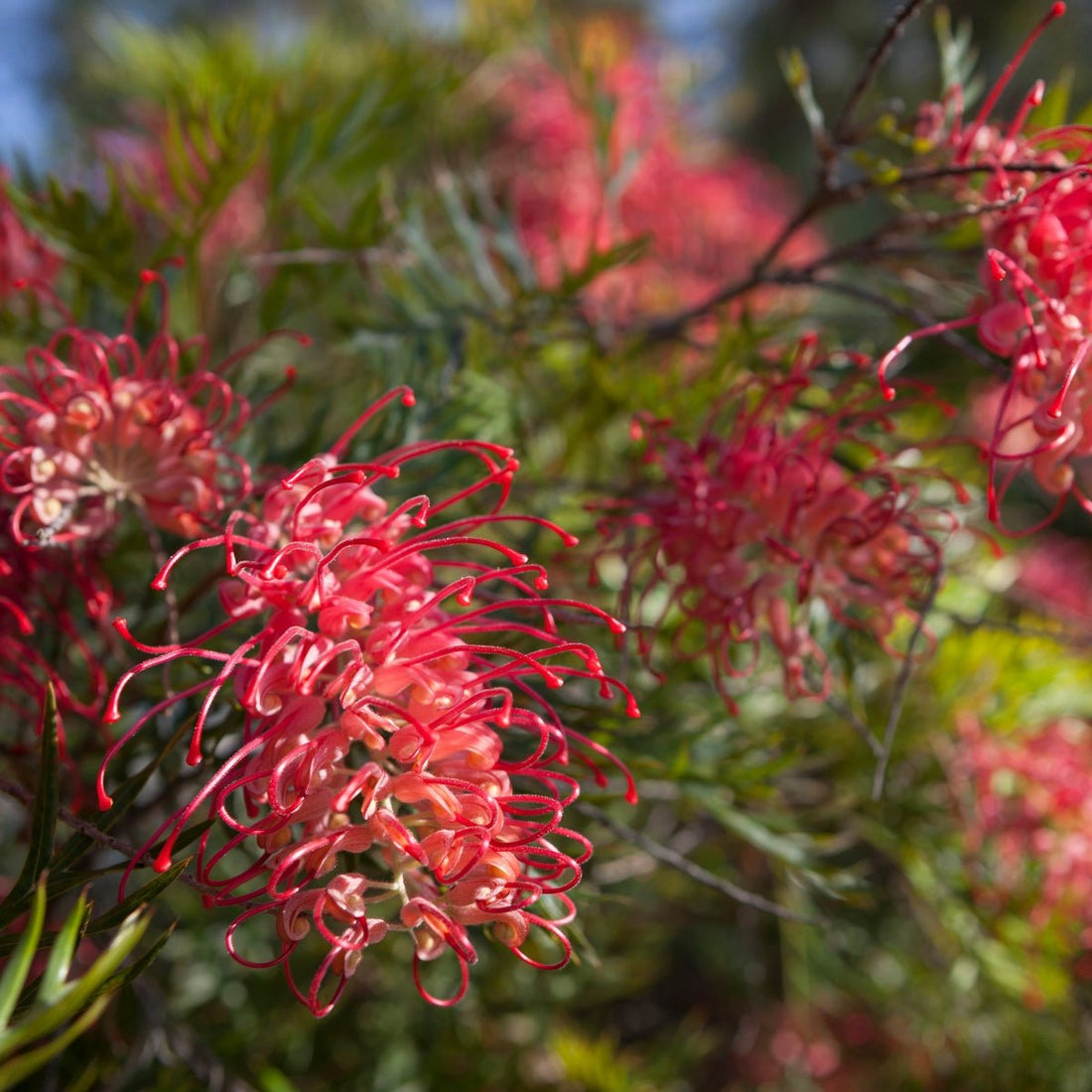 Grevillea &