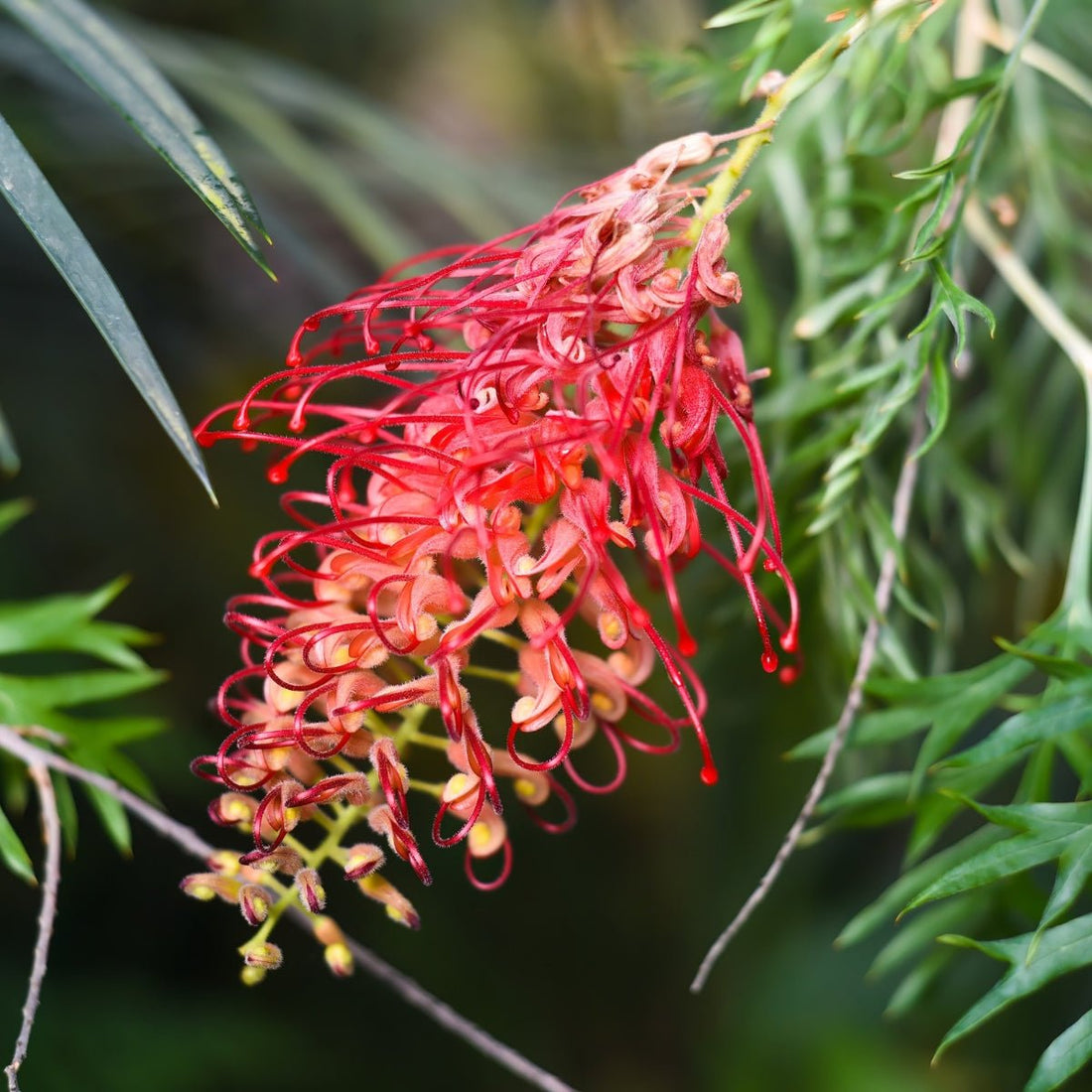 Grevillea &