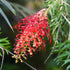 Grevillea &