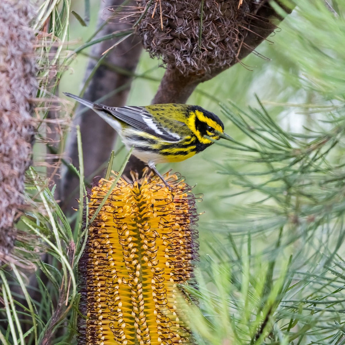 Hairpin Banksia (Banksia spinulosa) – 50mm Pot - Oldboy&