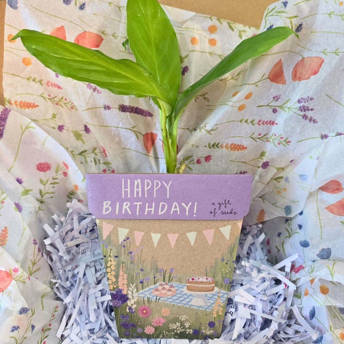 Happy Birthday Gift Box – A Gift That Grows! 🎉🌿 - Oldboy&