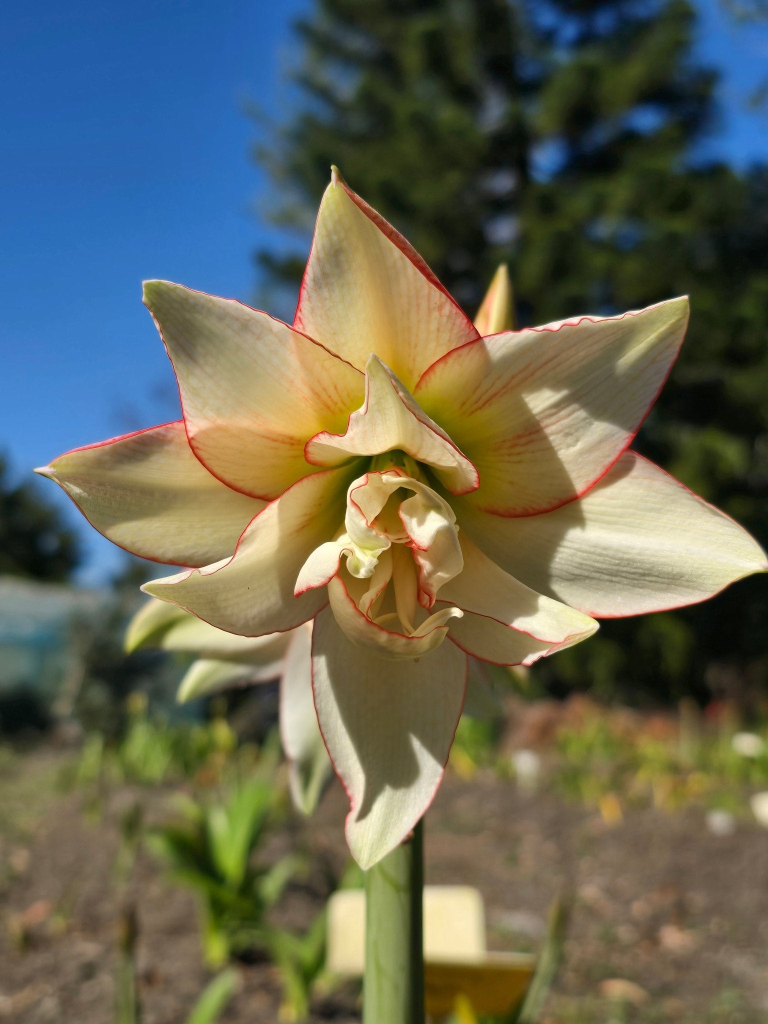 Harlequin - Hippeastrums | Amaryllis | Hippeastrum x hybridum - Oldboy&