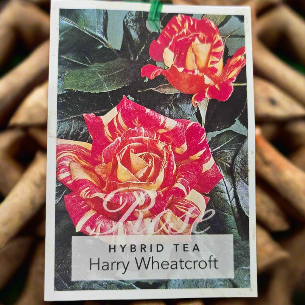Harry Wheatcroft – General – Hybrid Tea Rose - Oldboy&