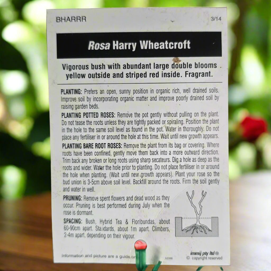 Harry Wheatcroft – General – Hybrid Tea Rose - Oldboy&