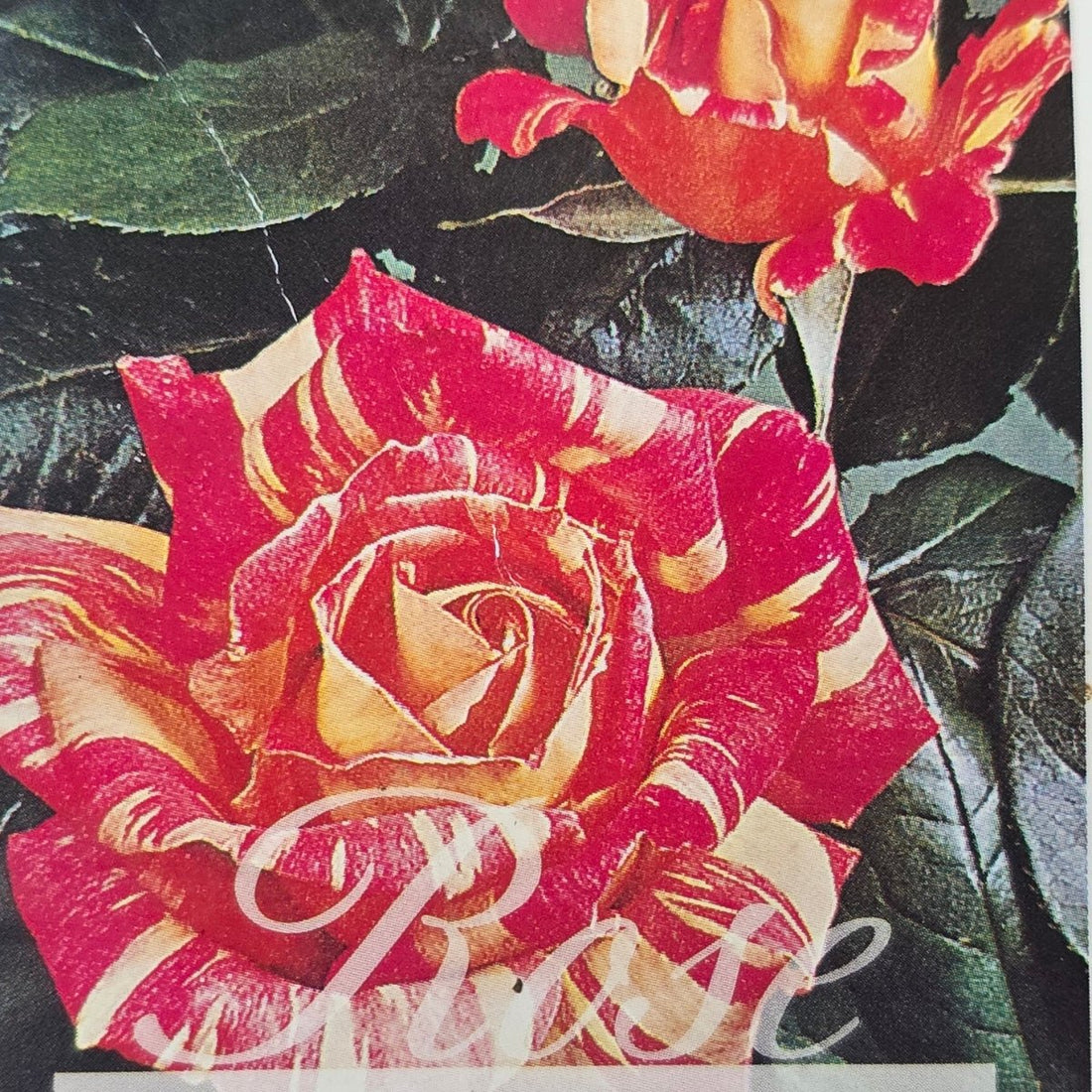 Harry Wheatcroft – General – Hybrid Tea Rose - Oldboy&