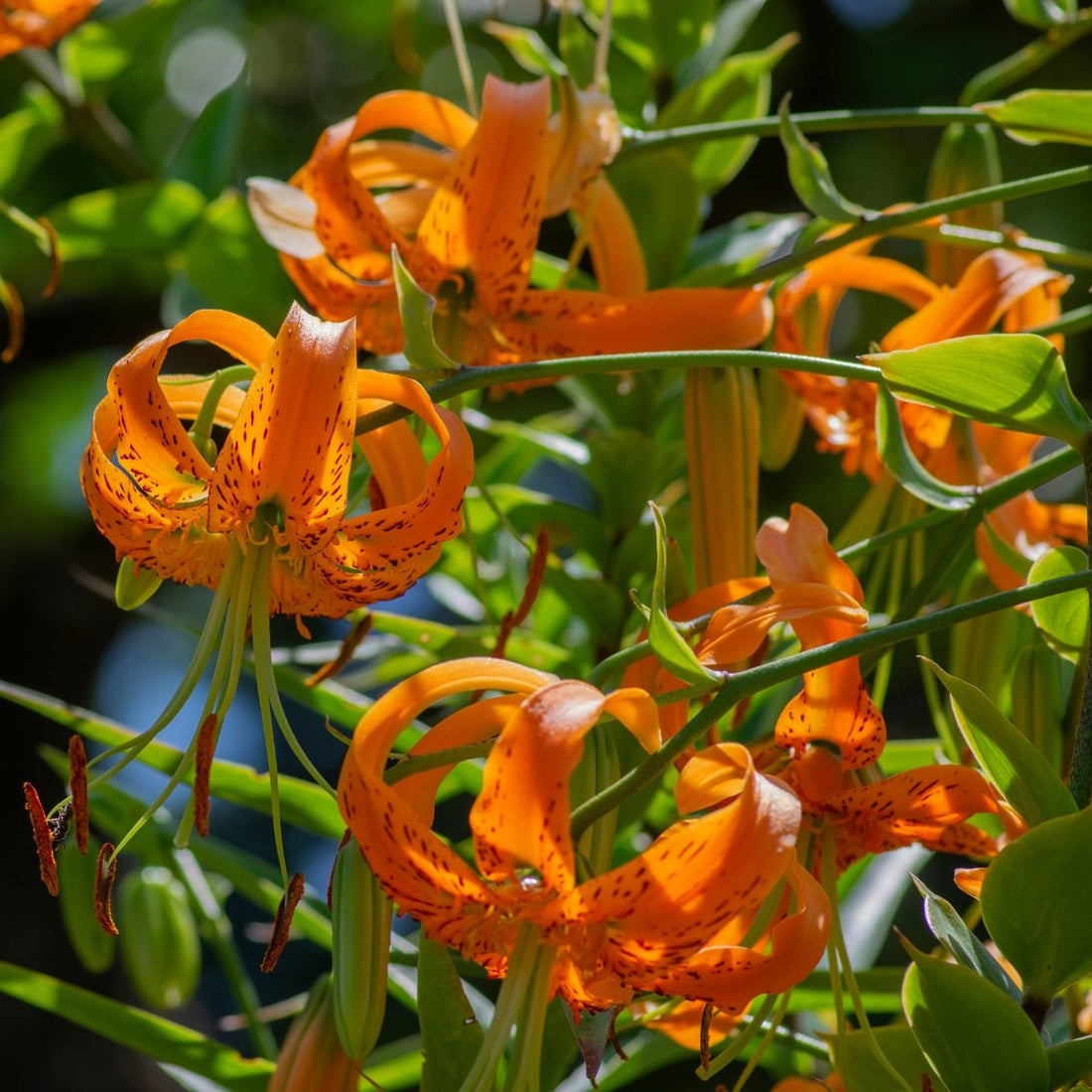 Henryii Lily Bulb – Lilium auratum - Oldboy&