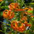 Henryii Lily Bulb – Lilium auratum - Oldboy&
