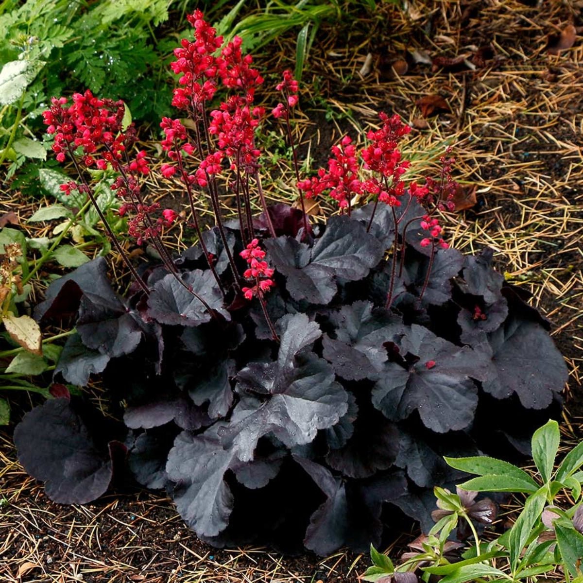 Heuchera - Black Forest Cake - Saxifragaceae - Oldboy&