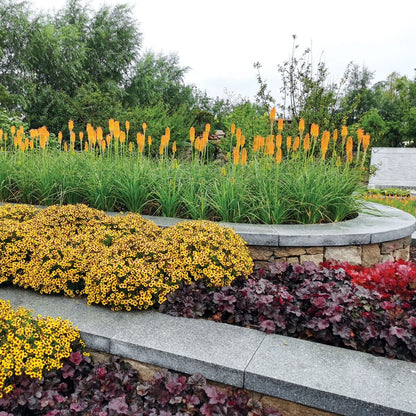 Heuchera &