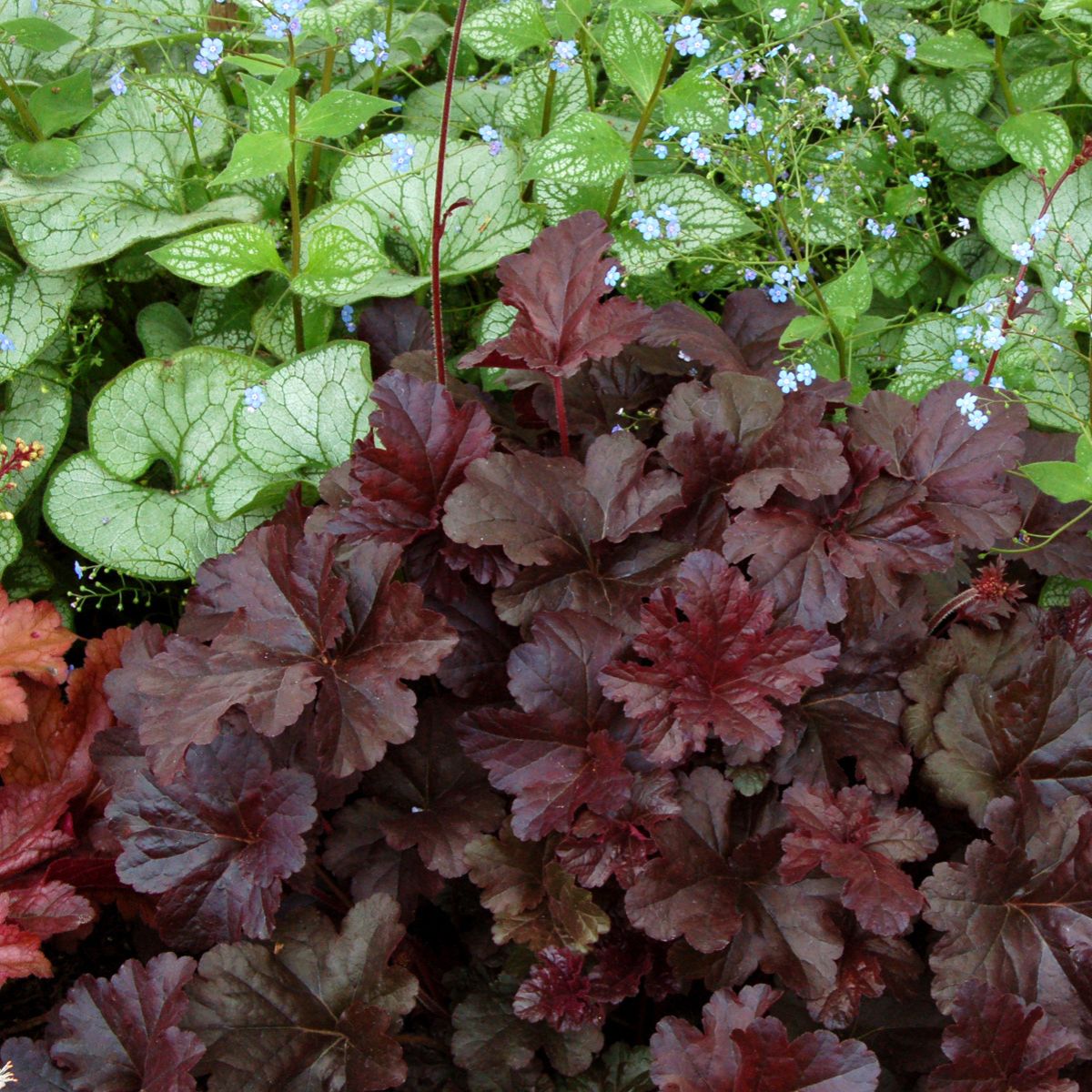 Heuchera &