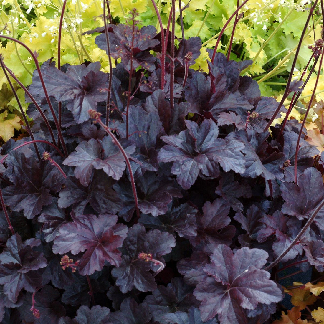 Heuchera &